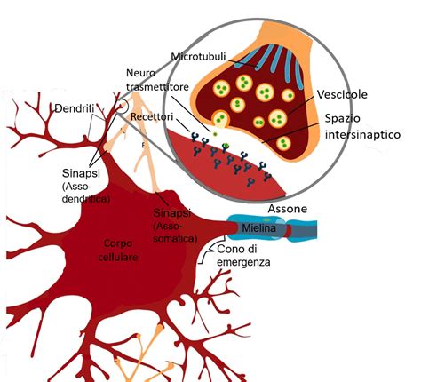 Schema di una sinapsi neuronale